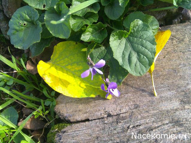 Eva1949 - Дом мечты-души моей воспоминания; 1Abrikoska - Мой гостеприимный дом