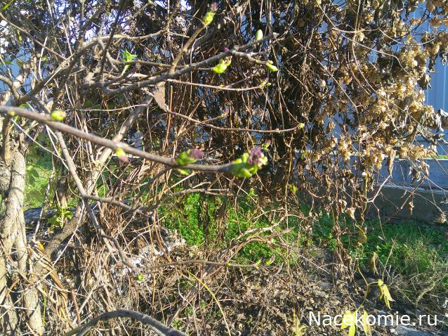 Eva1949 - Дом мечты-души моей воспоминания; 1Abrikoska - Мой гостеприимный дом