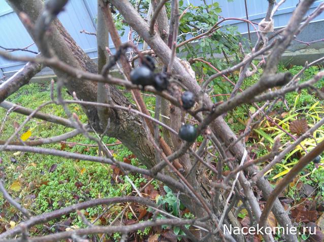 Eva1949 - Дом мечты-души моей воспоминания; 1Abrikoska - Мой гостеприимный дом