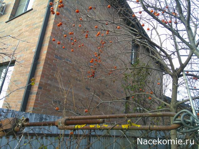 Eva1949 - Дом мечты-души моей воспоминания; 1Abrikoska - Мой гостеприимный дом