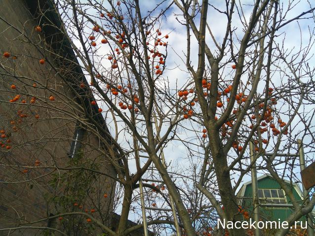 Eva1949 - Дом мечты-души моей воспоминания; 1Abrikoska - Мой гостеприимный дом