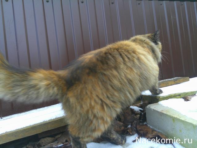 Eva1949 - Дом мечты-души моей воспоминания; 1Abrikoska - Мой гостеприимный дом