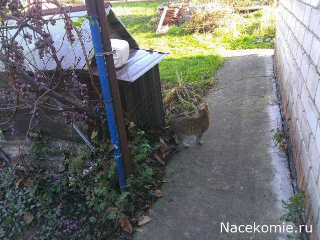 Eva1949 - Дом мечты-души моей воспоминания; 1Abrikoska - Мой гостеприимный дом