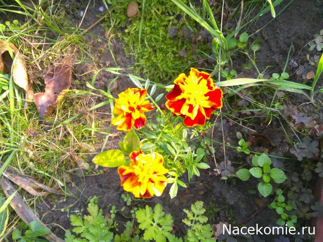 Eva1949 - Дом мечты-души моей воспоминания; 1Abrikoska - Мой гостеприимный дом