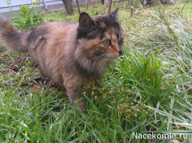 Eva1949 - Дом мечты-души моей воспоминания; 1Abrikoska - Мой гостеприимный дом