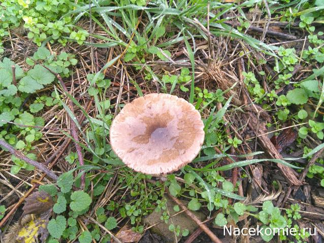 Eva1949 - Дом мечты-души моей воспоминания; 1Abrikoska - Мой гостеприимный дом