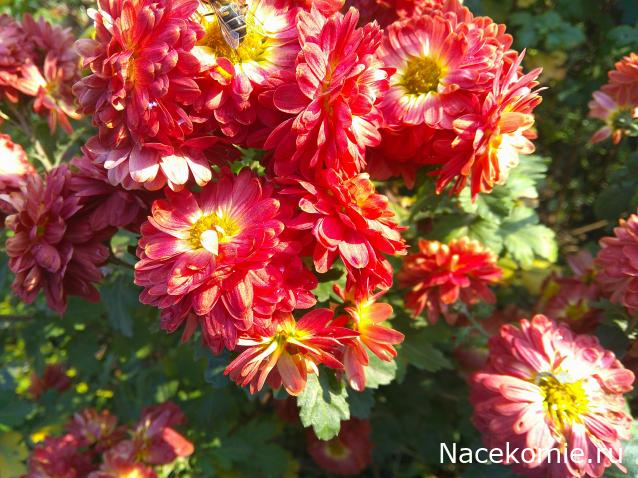 baeva - Мой Кукольный домик, или воплощение детской мечты