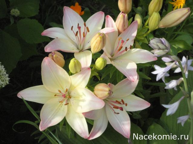 olga63- не знаю что получится