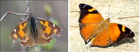 Коллекция zhuki