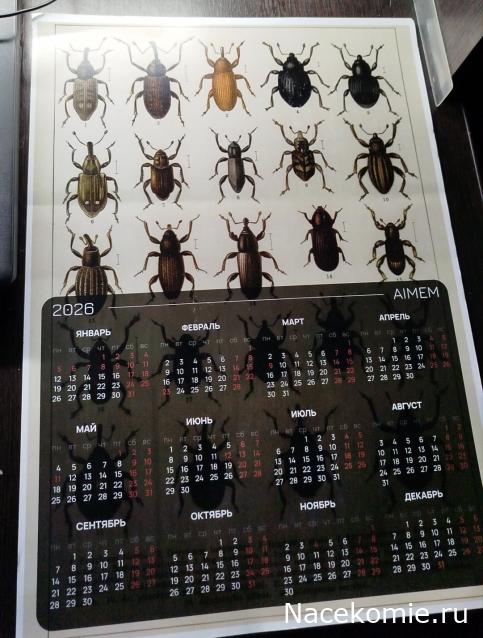 Коллекция zhuki