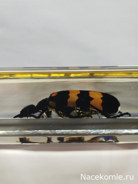 Коллекция zhuki