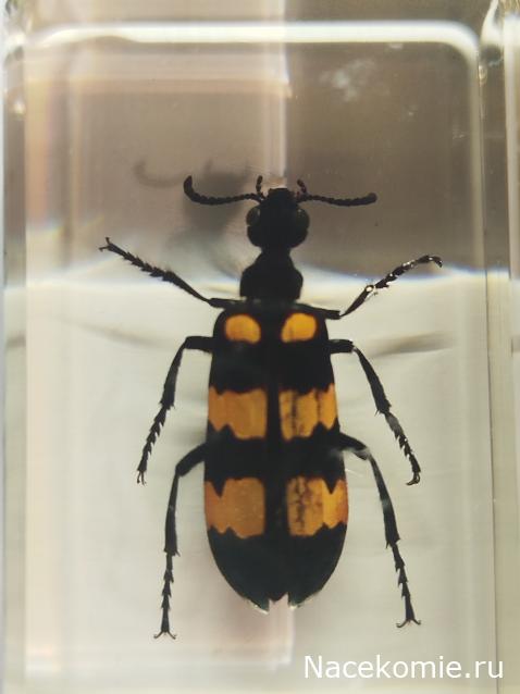 Жуки и Пауки №60 - Нарывник цикориевый