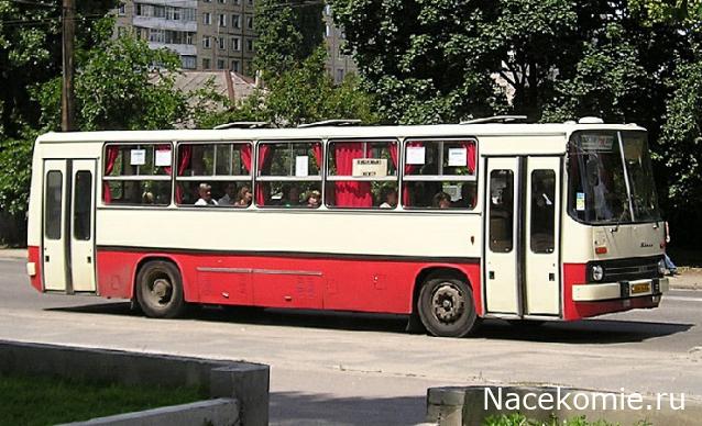 Наши Автобусы №81 - Икарус-260.51