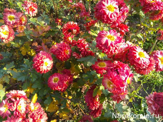 Eva1949 - Дом мечты-души моей воспоминания; 1Abrikoska - Мой гостеприимный дом