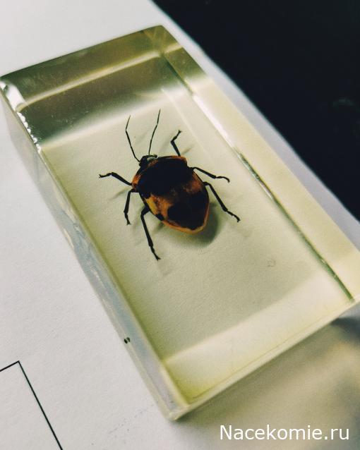 Насекомые & Ко №77 - Клоп Щитник-Черепашка