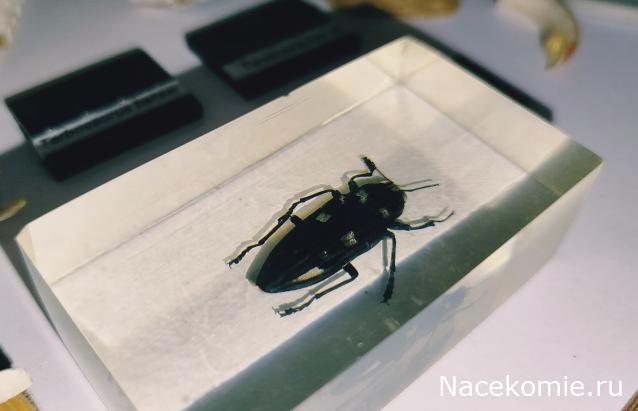 Насекомые & Ко №54 - Златка-Хризодема