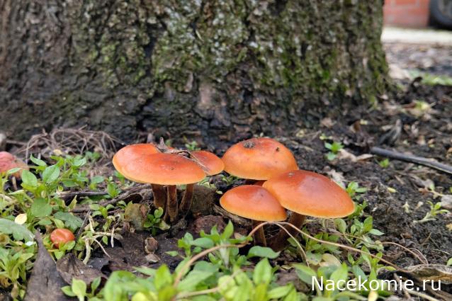 Eva1949 - Дом мечты-души моей воспоминания; 1Abrikoska - Мой гостеприимный дом