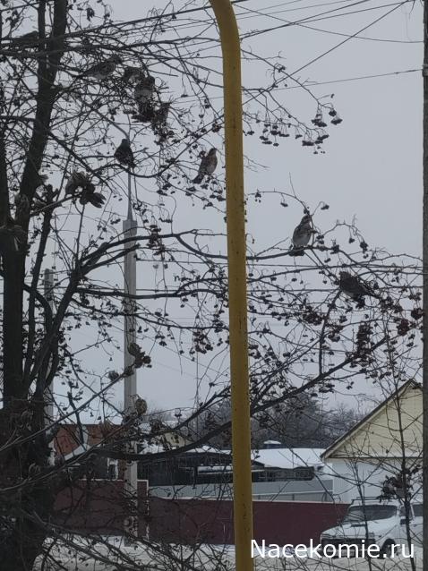 Eva1949 - Дом мечты-души моей воспоминания; 1Abrikoska - Мой гостеприимный дом