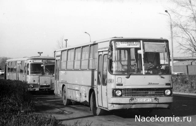 Наши Автобусы №81 - Икарус-260.51