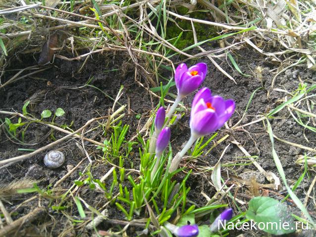 Eva1949 - Дом мечты-души моей воспоминания; 1Abrikoska - Мой гостеприимный дом