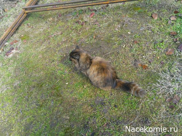 Eva1949 - Дом мечты-души моей воспоминания; 1Abrikoska - Мой гостеприимный дом