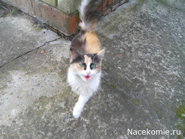 Eva1949 - Дом мечты-души моей воспоминания; 1Abrikoska - Мой гостеприимный дом