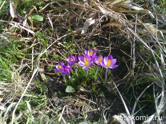 Eva1949 - Дом мечты-души моей воспоминания; 1Abrikoska - Мой гостеприимный дом