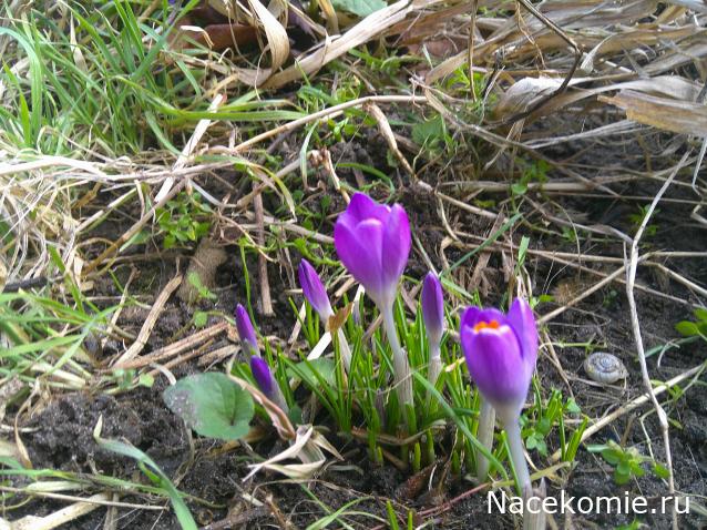 Eva1949 - Дом мечты-души моей воспоминания; 1Abrikoska - Мой гостеприимный дом