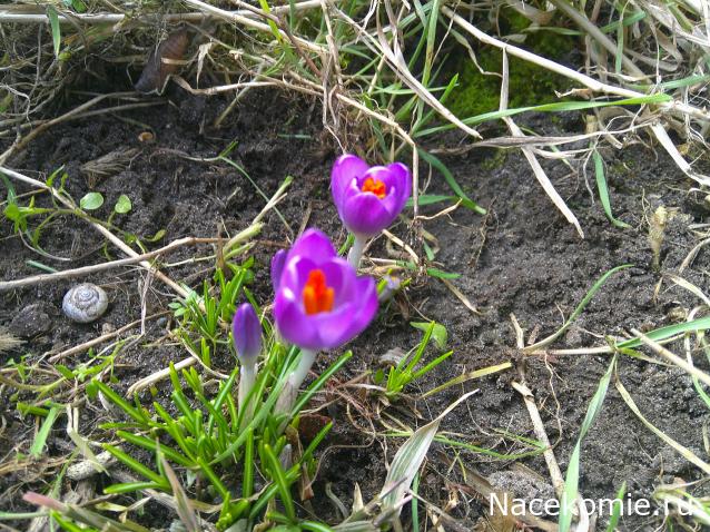 Eva1949 - Дом мечты-души моей воспоминания; 1Abrikoska - Мой гостеприимный дом