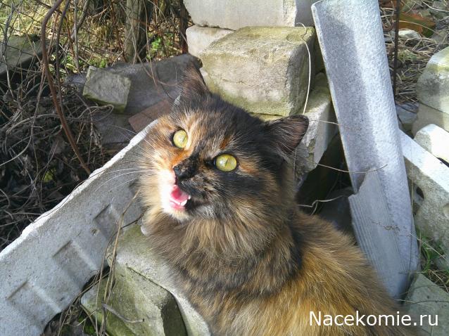 Eva1949 - Дом мечты-души моей воспоминания; 1Abrikoska - Мой гостеприимный дом