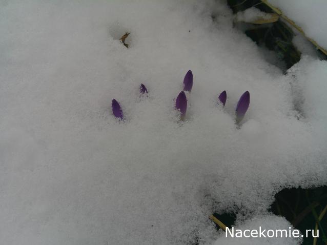 Eva1949 - Дом мечты-души моей воспоминания; 1Abrikoska - Мой гостеприимный дом