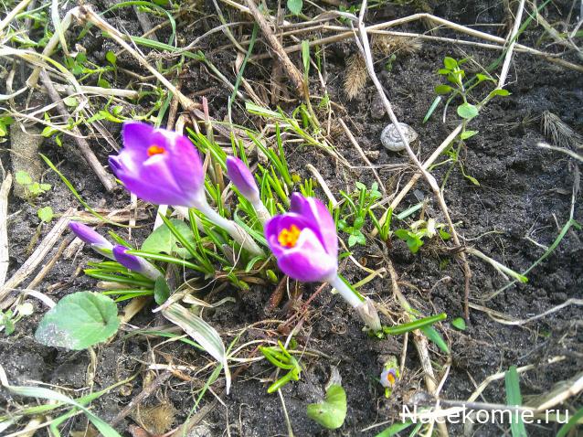 Eva1949 - Дом мечты-души моей воспоминания; 1Abrikoska - Мой гостеприимный дом