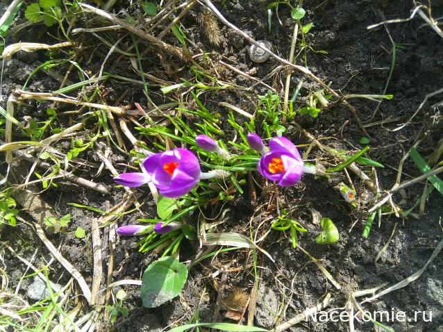 Eva1949 - Дом мечты-души моей воспоминания; 1Abrikoska - Мой гостеприимный дом