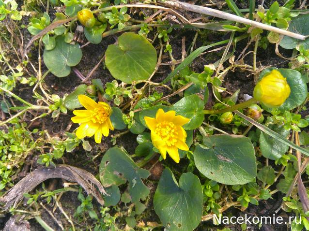 Eva1949 - Дом мечты-души моей воспоминания; 1Abrikoska - Мой гостеприимный дом