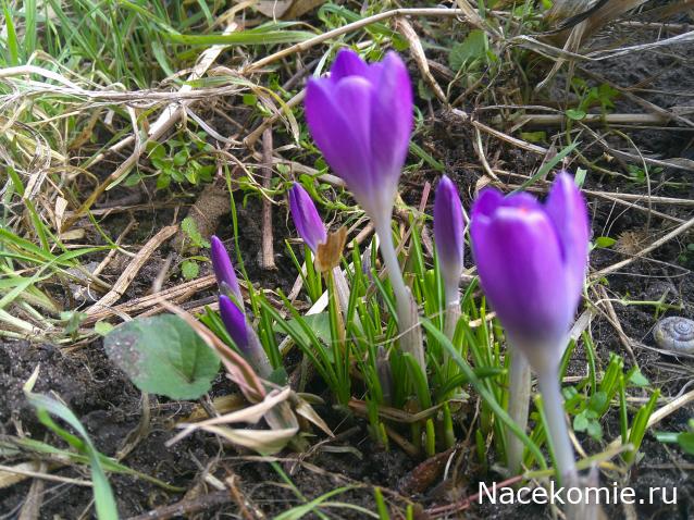 Eva1949 - Дом мечты-души моей воспоминания; 1Abrikoska - Мой гостеприимный дом