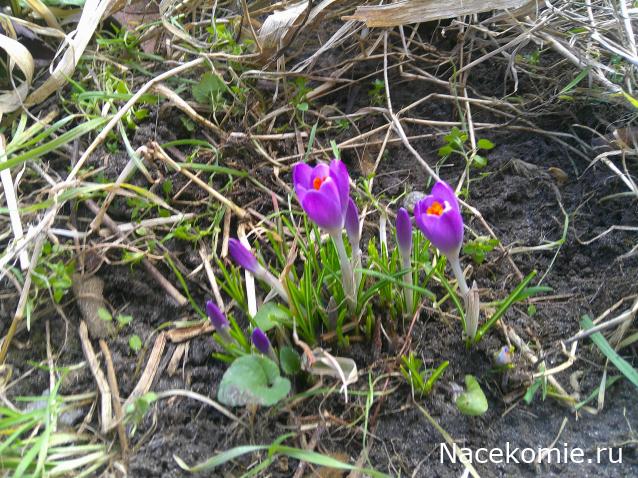 Eva1949 - Дом мечты-души моей воспоминания; 1Abrikoska - Мой гостеприимный дом