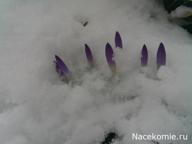 Eva1949 - Дом мечты-души моей воспоминания; 1Abrikoska - Мой гостеприимный дом