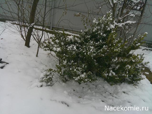 Eva1949 - Дом мечты-души моей воспоминания; 1Abrikoska - Мой гостеприимный дом