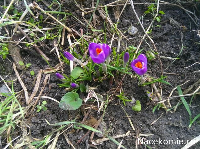 Eva1949 - Дом мечты-души моей воспоминания; 1Abrikoska - Мой гостеприимный дом