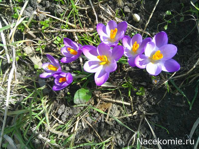 Eva1949 - Дом мечты-души моей воспоминания; 1Abrikoska - Мой гостеприимный дом