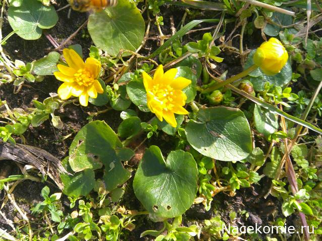 Eva1949 - Дом мечты-души моей воспоминания; 1Abrikoska - Мой гостеприимный дом