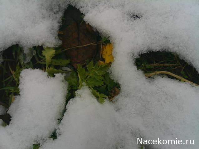 Eva1949 - Дом мечты-души моей воспоминания; 1Abrikoska - Мой гостеприимный дом