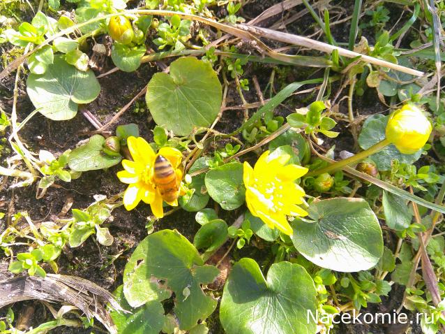 Eva1949 - Дом мечты-души моей воспоминания; 1Abrikoska - Мой гостеприимный дом