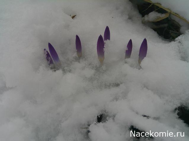 Eva1949 - Дом мечты-души моей воспоминания; 1Abrikoska - Мой гостеприимный дом