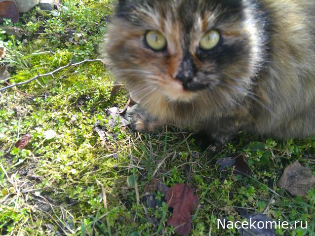 Eva1949 - Дом мечты-души моей воспоминания; 1Abrikoska - Мой гостеприимный дом