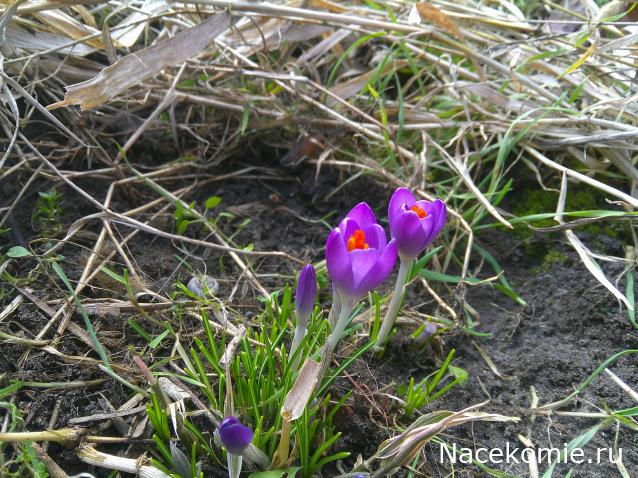 Eva1949 - Дом мечты-души моей воспоминания; 1Abrikoska - Мой гостеприимный дом