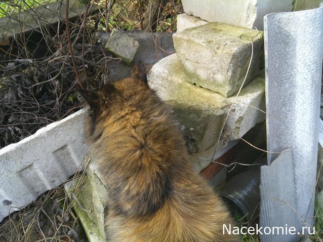 Eva1949 - Дом мечты-души моей воспоминания; 1Abrikoska - Мой гостеприимный дом