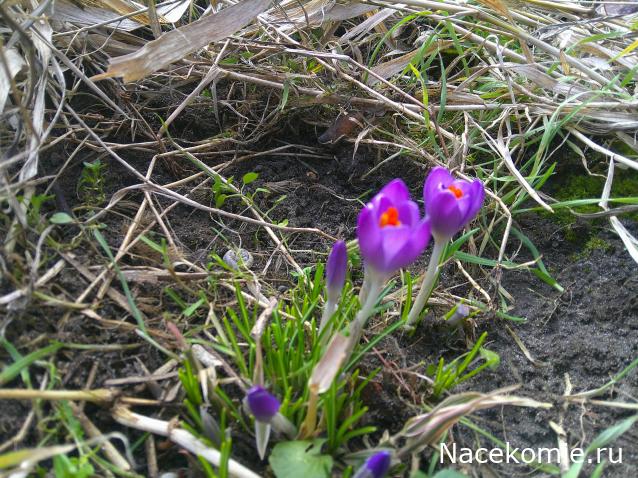 Eva1949 - Дом мечты-души моей воспоминания; 1Abrikoska - Мой гостеприимный дом