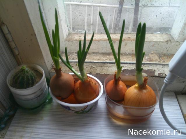 Eva1949 - Дом мечты-души моей воспоминания; 1Abrikoska - Мой гостеприимный дом