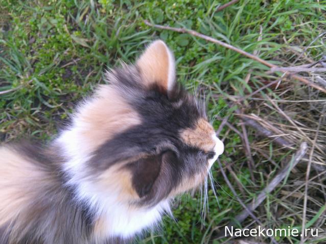 Eva1949 - Дом мечты-души моей воспоминания; 1Abrikoska - Мой гостеприимный дом